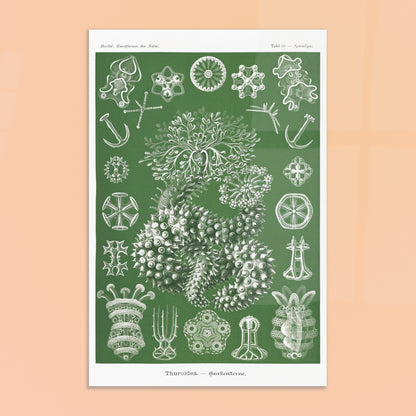 Planche naturaliste d'holothuries par Ernst Haeckel. Planche d'illustrations naturalistes d'Ernst Haeckel représentant des holothuries. Image d'illustration 8