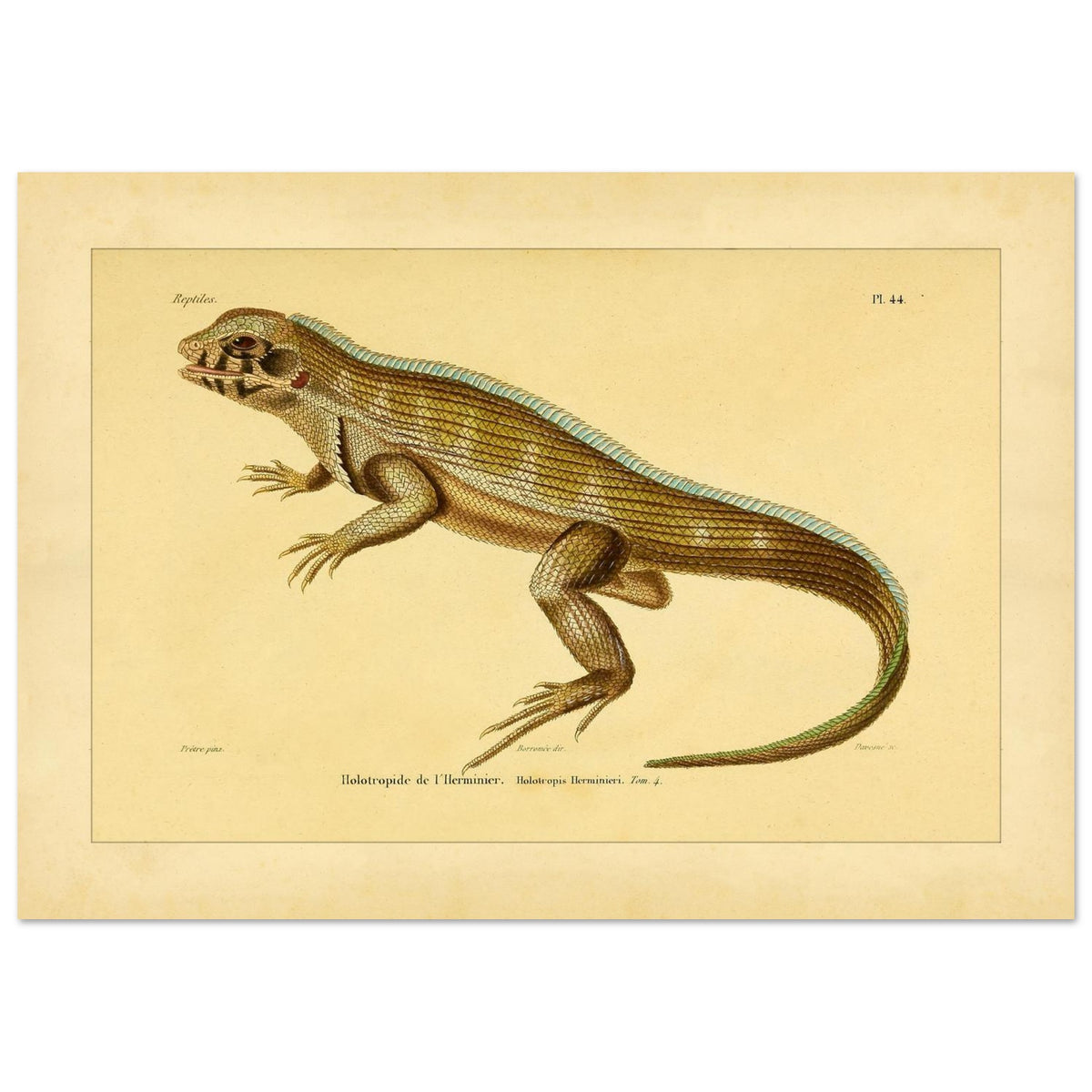 Lherminiers Holotropide: Antike Leguan-Illustration (21x29,7 cm (A4)). Wissenschaftliche Tafel aus dem 19. Jahrhundert, die eine Eidechse namens 'Holotropide de l'Herminier' mit anatomischen Details und Anmerkungen darstellt.