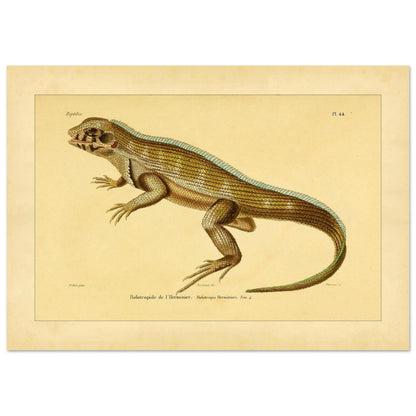 Lherminiers Holotropide: Antike Leguan-Illustration (21x29,7 cm (A4)). Wissenschaftliche Tafel aus dem 19. Jahrhundert, die eine Eidechse namens 'Holotropide de l'Herminier' mit anatomischen Details und Anmerkungen darstellt.