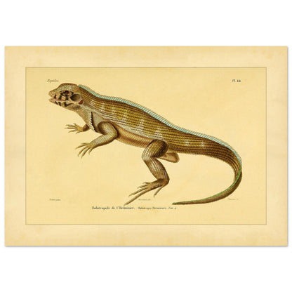 Lherminiers Holotropide: Antike Leguan-Illustration (29,7x42 cm (A3)). Wissenschaftliche Tafel aus dem 19. Jahrhundert, die eine Eidechse namens 'Holotropide de l'Herminier' mit anatomischen Details und Anmerkungen darstellt.