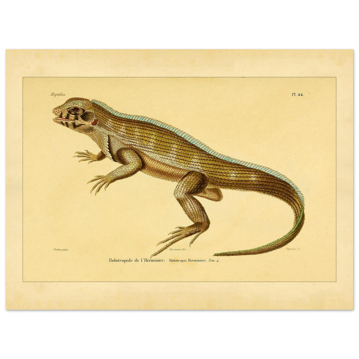 Lherminiers Holotropide: Antike Leguan-Illustration (30x40 cm). Wissenschaftliche Tafel aus dem 19. Jahrhundert, die eine Eidechse namens 'Holotropide de l'Herminier' mit anatomischen Details und Anmerkungen darstellt.