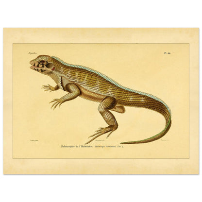 Lherminiers Holotropide: Antike Leguan-Illustration (30x40 cm). Wissenschaftliche Tafel aus dem 19. Jahrhundert, die eine Eidechse namens 'Holotropide de l'Herminier' mit anatomischen Details und Anmerkungen darstellt.