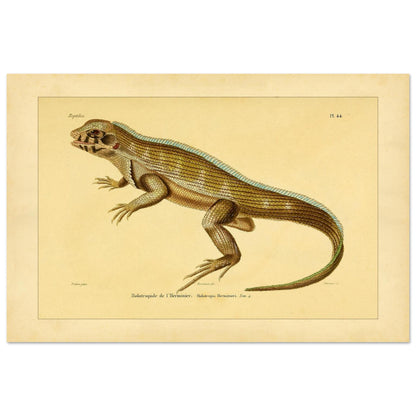 Lherminiers Holotropide: Antike Leguan-Illustration (40x60 cm). Wissenschaftliche Tafel aus dem 19. Jahrhundert, die eine Eidechse namens 'Holotropide de l'Herminier' mit anatomischen Details und Anmerkungen darstellt.