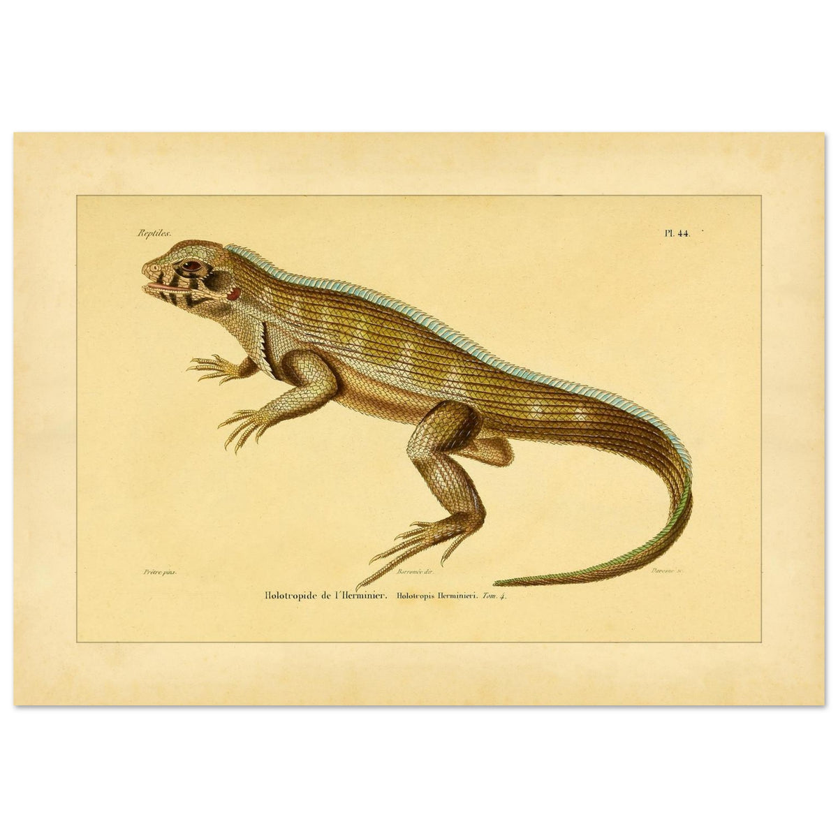 Lherminiers Holotropide: Antike Leguan-Illustration (42x59,4 cm (A2)). Wissenschaftliche Tafel aus dem 19. Jahrhundert, die eine Eidechse namens 'Holotropide de l'Herminier' mit anatomischen Details und Anmerkungen darstellt.