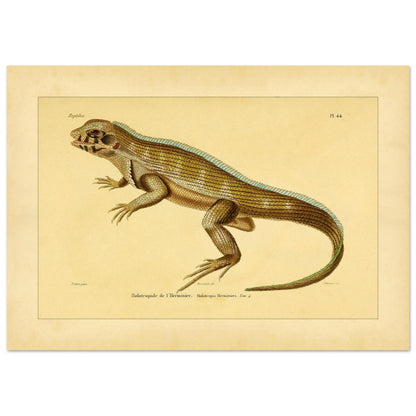 Lherminiers Holotropide: Antike Leguan-Illustration (42x59,4 cm (A2)). Wissenschaftliche Tafel aus dem 19. Jahrhundert, die eine Eidechse namens 'Holotropide de l'Herminier' mit anatomischen Details und Anmerkungen darstellt.