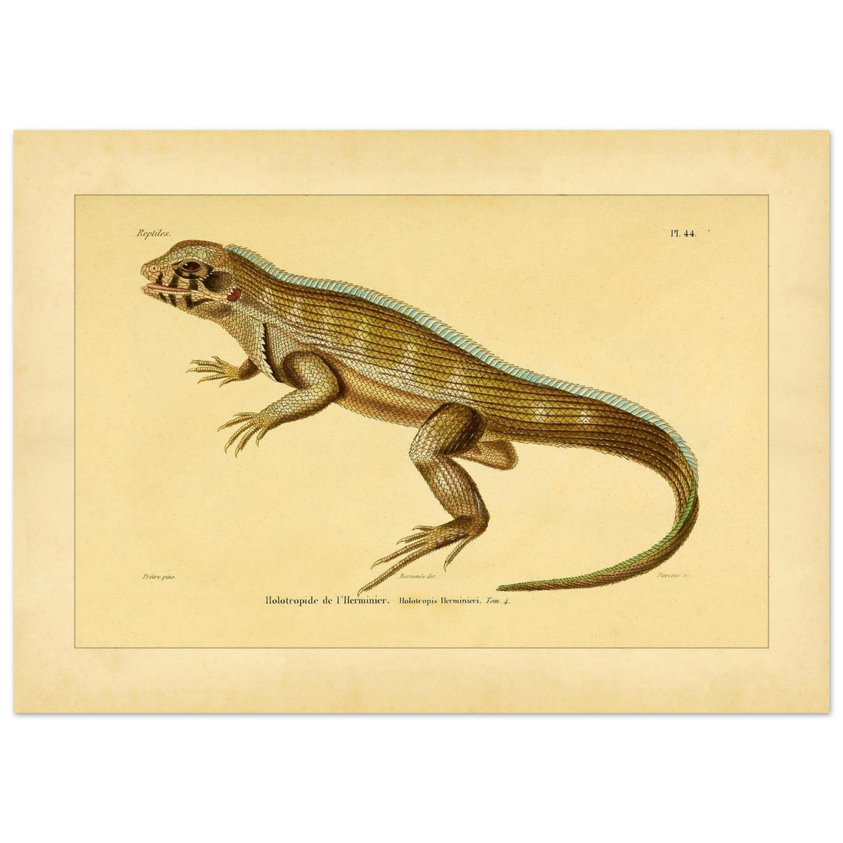 Lherminiers Holotropide: Antike Leguan-Illustration (50x70 cm). Wissenschaftliche Tafel aus dem 19. Jahrhundert, die eine Eidechse namens 'Holotropide de l'Herminier' mit anatomischen Details und Anmerkungen darstellt.