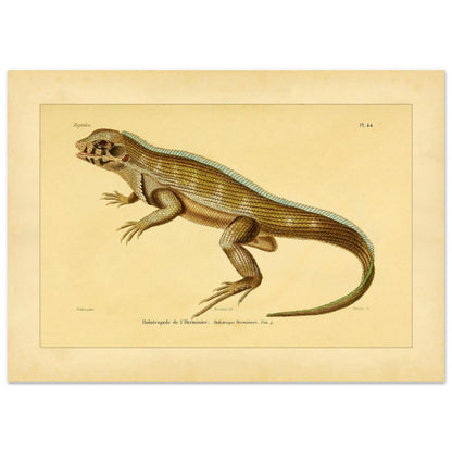 Lherminiers Holotropide: Antike Leguan-Illustration (50x70 cm). Wissenschaftliche Tafel aus dem 19. Jahrhundert, die eine Eidechse namens 'Holotropide de l'Herminier' mit anatomischen Details und Anmerkungen darstellt.
