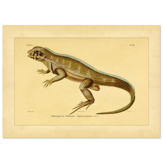 Lherminiers Holotropide: Antike Leguan-Illustration (50x70 cm). Wissenschaftliche Tafel aus dem 19. Jahrhundert, die eine Eidechse namens 'Holotropide de l'Herminier' mit anatomischen Details und Anmerkungen darstellt.