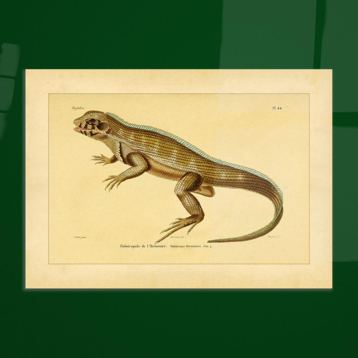 Lherminiers Holotropide: Antike Leguan-Illustration. Wissenschaftliche Tafel aus dem 19. Jahrhundert, die eine Eidechse namens 'Holotropide de l'Herminier' mit anatomischen Details und Anmerkungen darstellt.