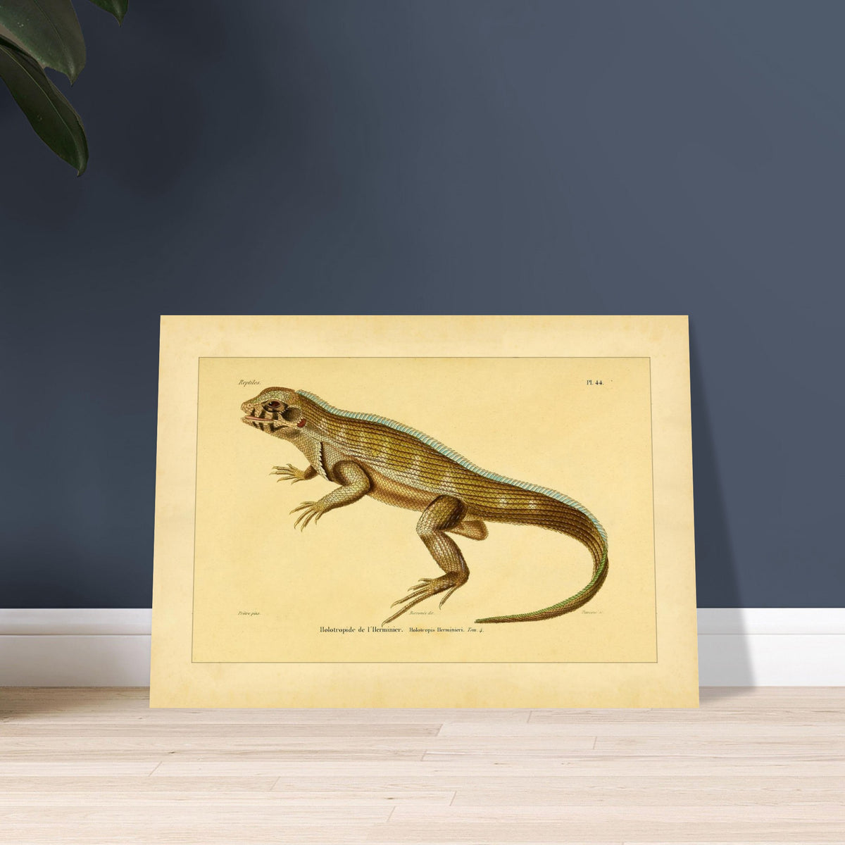 Lherminiers Holotropide: Antike Leguan-Illustration. Wissenschaftliche Tafel aus dem 19. Jahrhundert, die eine Eidechse namens 'Holotropide de l'Herminier' mit anatomischen Details und Anmerkungen darstellt.