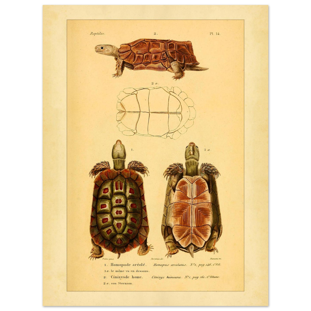 Homopus Areolatus and Home's Hinged Tortoise: Duméril Prints (30x40 cm). Naturalist illustration plate of two turtles: an area-spotted homopus and a Home's hinged tortoise, with a view of the shell of the first.