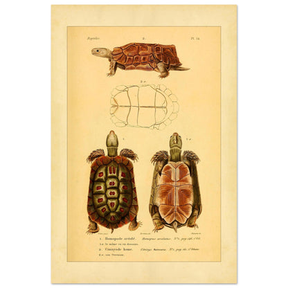 Homopus Areolatus and Home's Hinged Tortoise: Duméril Prints (40x60 cm). Naturalist illustration plate of two turtles: an area-spotted homopus and a Home's hinged tortoise, with a view of the shell of the first.