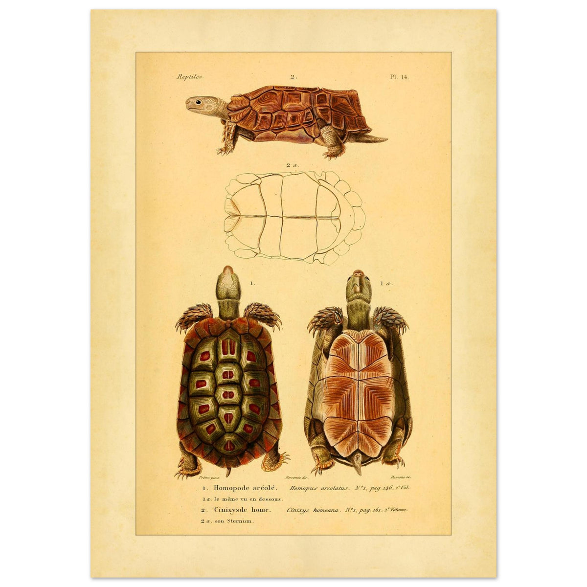 Homopus Areolatus and Home's Hinged Tortoise: Duméril Prints (50x70 cm). Naturalist illustration plate of two turtles: an area-spotted homopus and a Home's hinged tortoise, with a view of the shell of the first.
