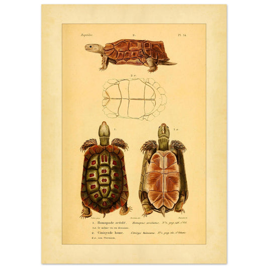 Homopus areolatus und Home-Gelenkschildkröte: Duméril-Tafel (50x70 cm). Naturhistorische Illustration von zwei Schildkröten: einer Schnabelbandschildkröte und einer Homes Gelenkschildkröte, mit einer Ansicht des Panzers der ersten.