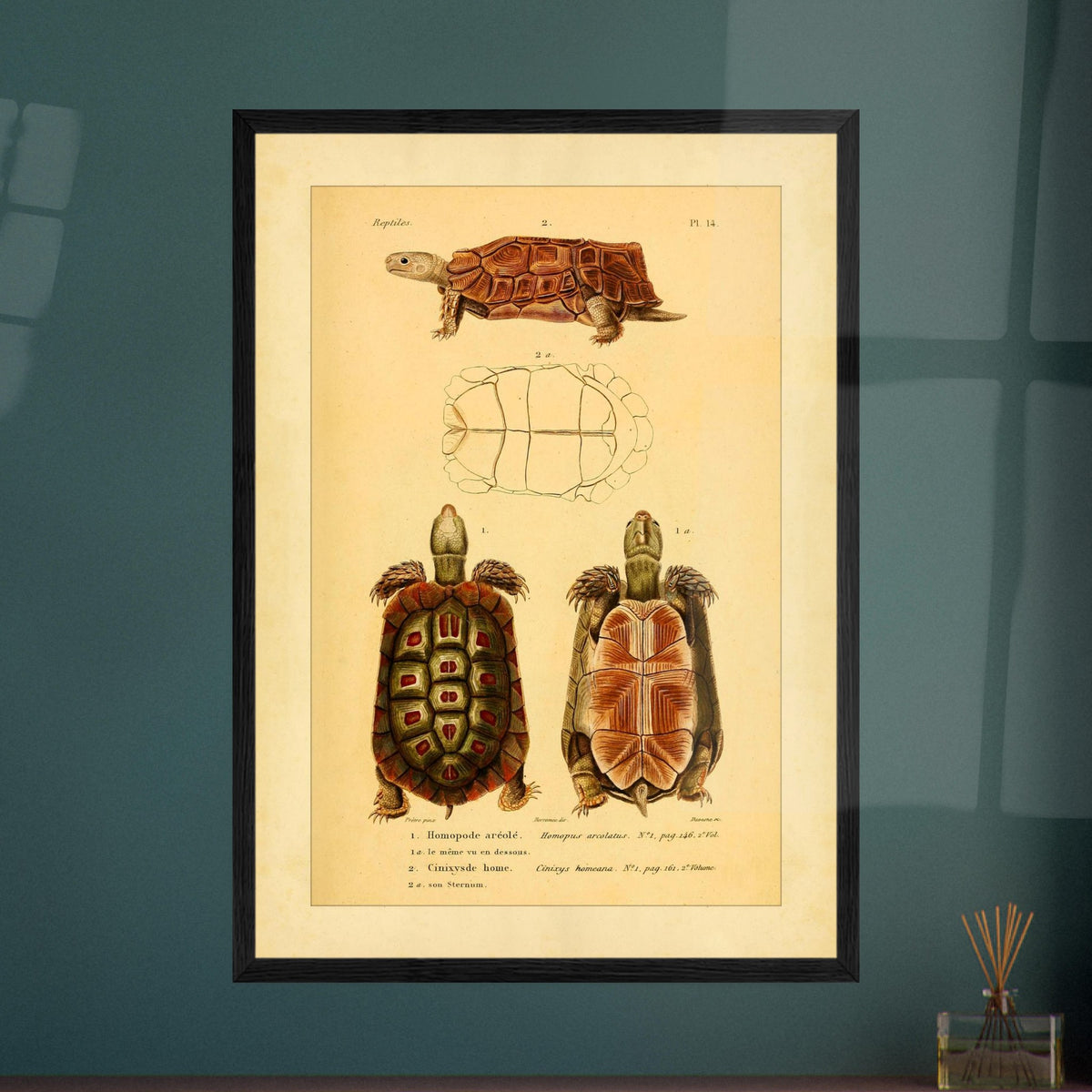 Homopus Areolatus and Home's Hinged Tortoise: Duméril Prints. Naturalist illustration plate of two turtles: an area-spotted homopus and a Home's hinged tortoise, with a view of the shell of the first.