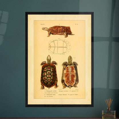 Homopus Areolatus and Home's Hinged Tortoise: Duméril Prints. Naturalist illustration plate of two turtles: an area-spotted homopus and a Home's hinged tortoise, with a view of the shell of the first.