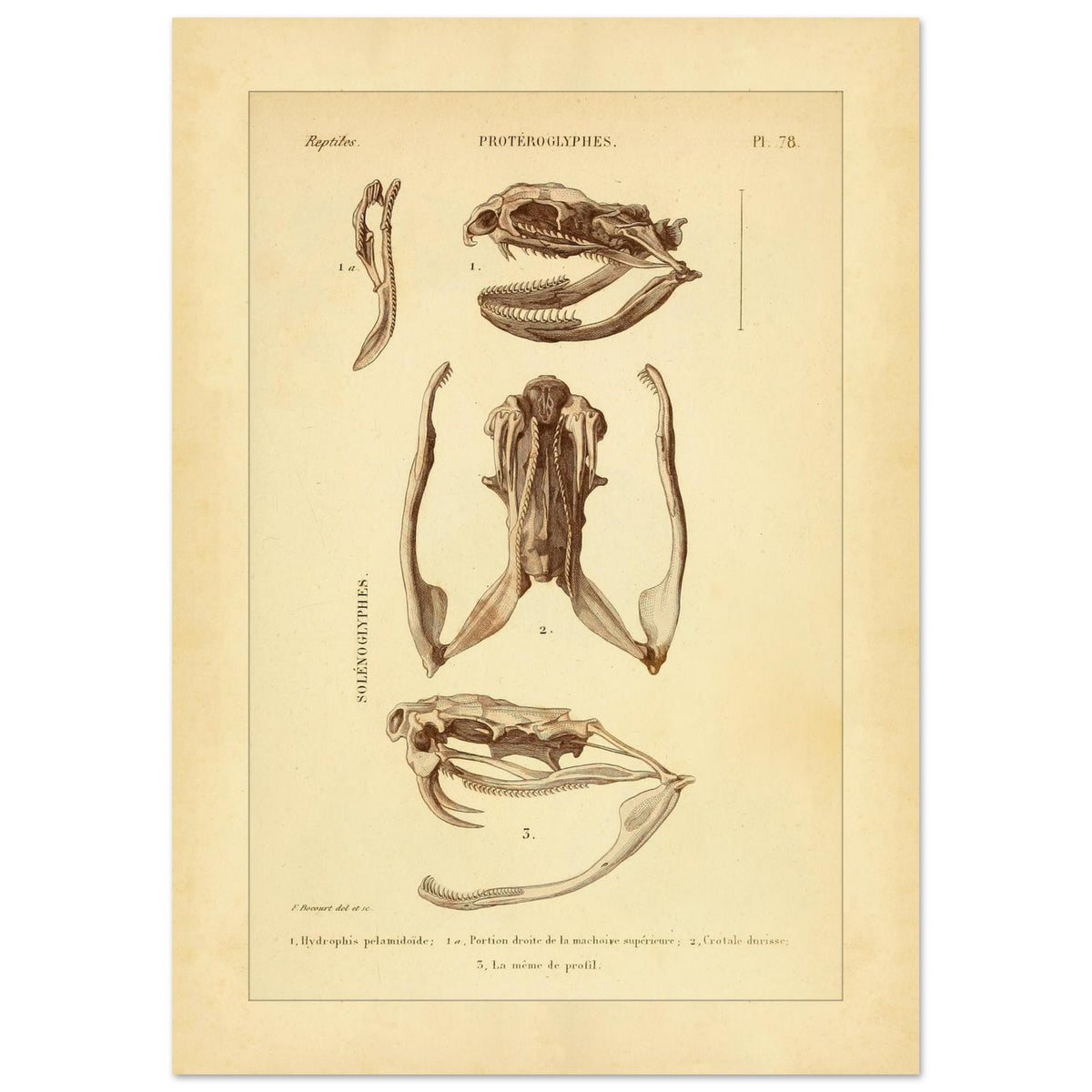 Pelamische Seeschlange und Klapperschlange: Illustrationen (21x29,7 cm (A4)). Anatomische Illustrationen von Schädelschädeln von Schlangen, einschließlich der Pelagischen Seeschlange und der Klapperschlange, mit Ansichten des Oberkiefers und des Kopfes im Profil.