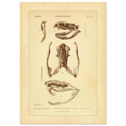 Pelamische Seeschlange und Klapperschlange: Illustrationen (21x29,7 cm (A4)). Anatomische Illustrationen von Schädelschädeln von Schlangen, einschließlich der Pelagischen Seeschlange und der Klapperschlange, mit Ansichten des Oberkiefers und des Kopfes im Profil.