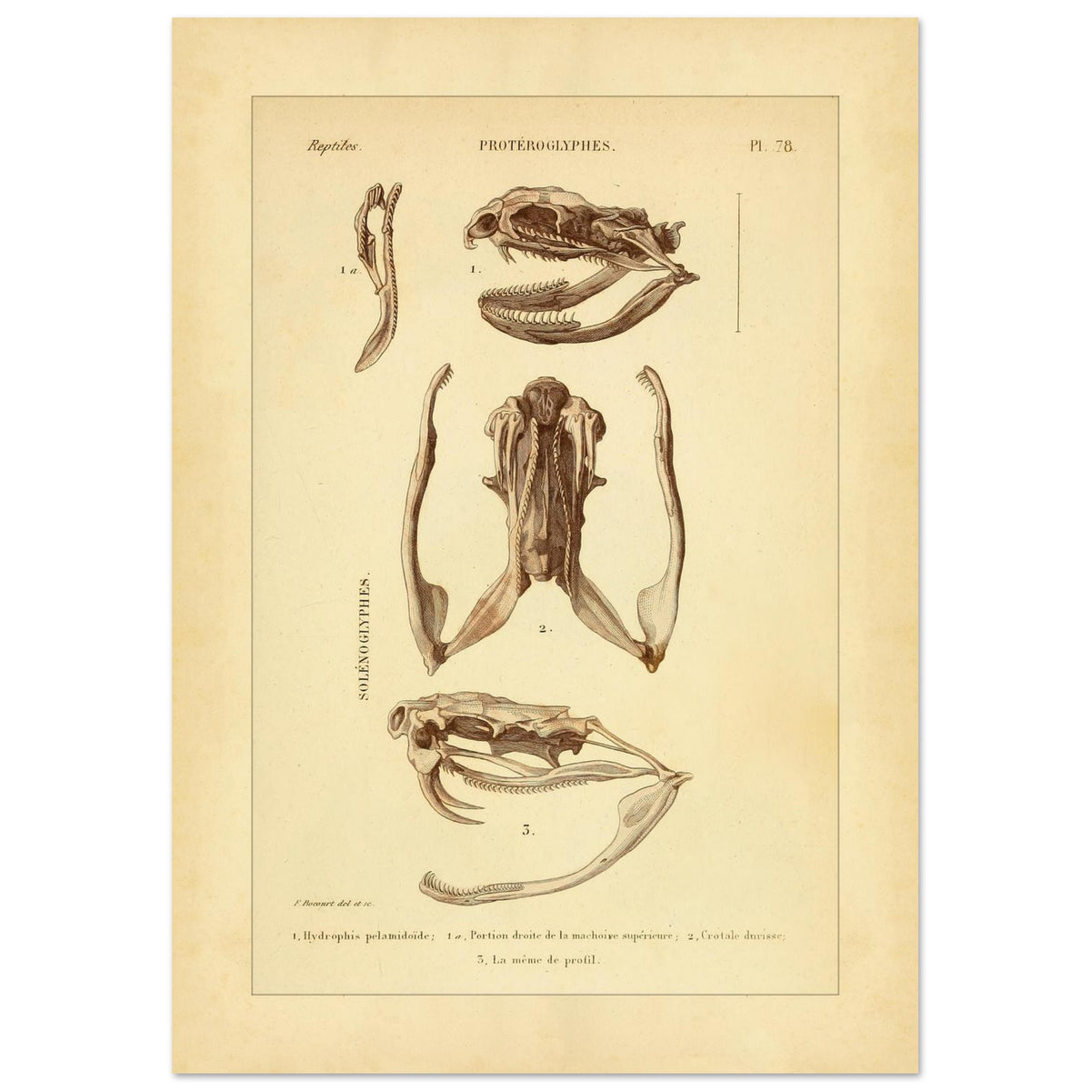 Pelamische Seeschlange und Klapperschlange: Illustrationen (29,7x42 cm (A3)). Anatomische Illustrationen von Schädelschädeln von Schlangen, einschließlich der Pelagischen Seeschlange und der Klapperschlange, mit Ansichten des Oberkiefers und des Kopfes im Profil.