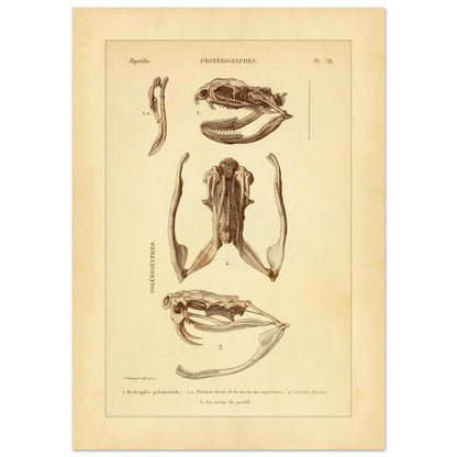 Pelamische Seeschlange und Klapperschlange: Illustrationen (29,7x42 cm (A3)). Anatomische Illustrationen von Schädelschädeln von Schlangen, einschließlich der Pelagischen Seeschlange und der Klapperschlange, mit Ansichten des Oberkiefers und des Kopfes im Profil.