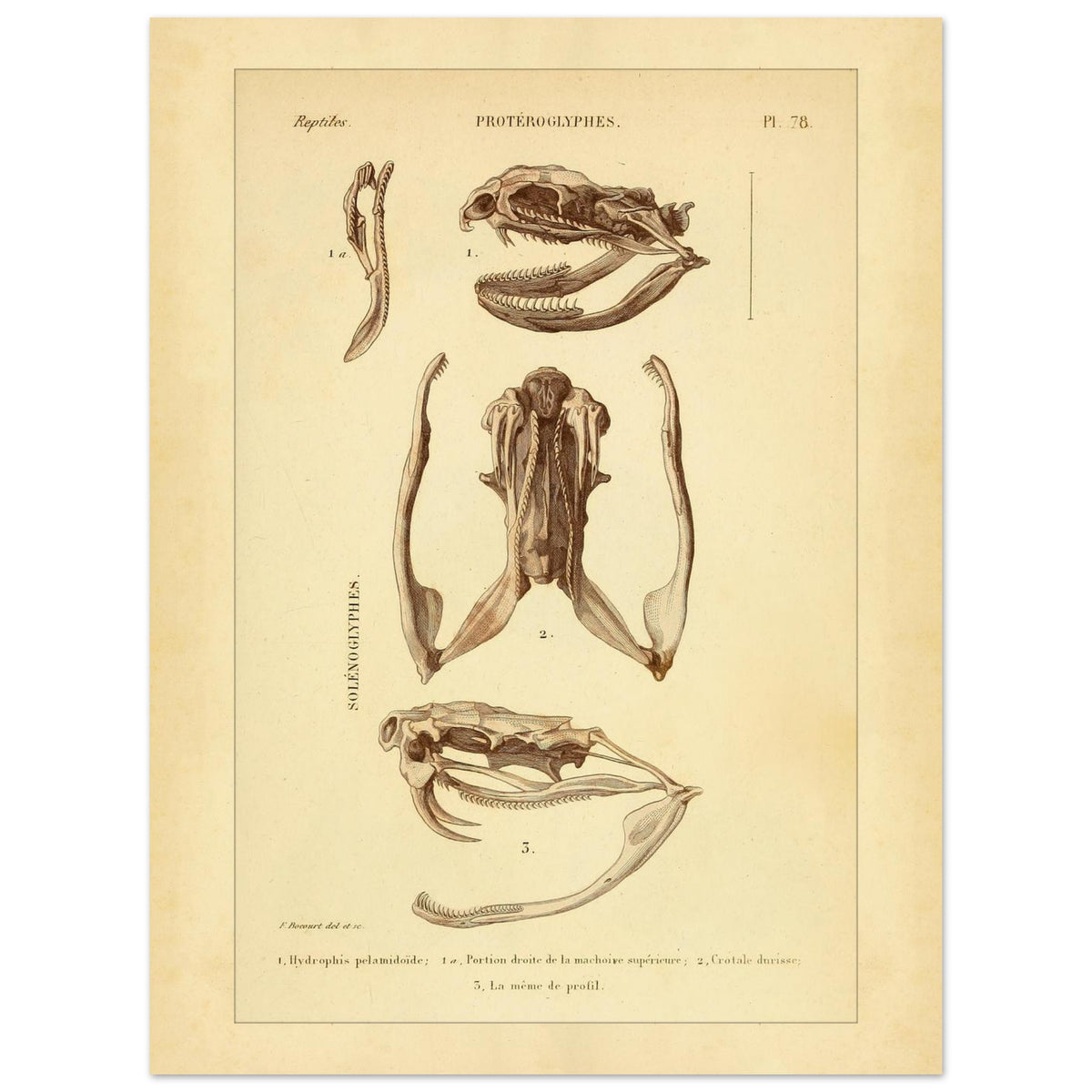 Pelamische Seeschlange und Klapperschlange: Illustrationen (30x40 cm). Anatomische Illustrationen von Schädelschädeln von Schlangen, einschließlich der Pelagischen Seeschlange und der Klapperschlange, mit Ansichten des Oberkiefers und des Kopfes im Profil.