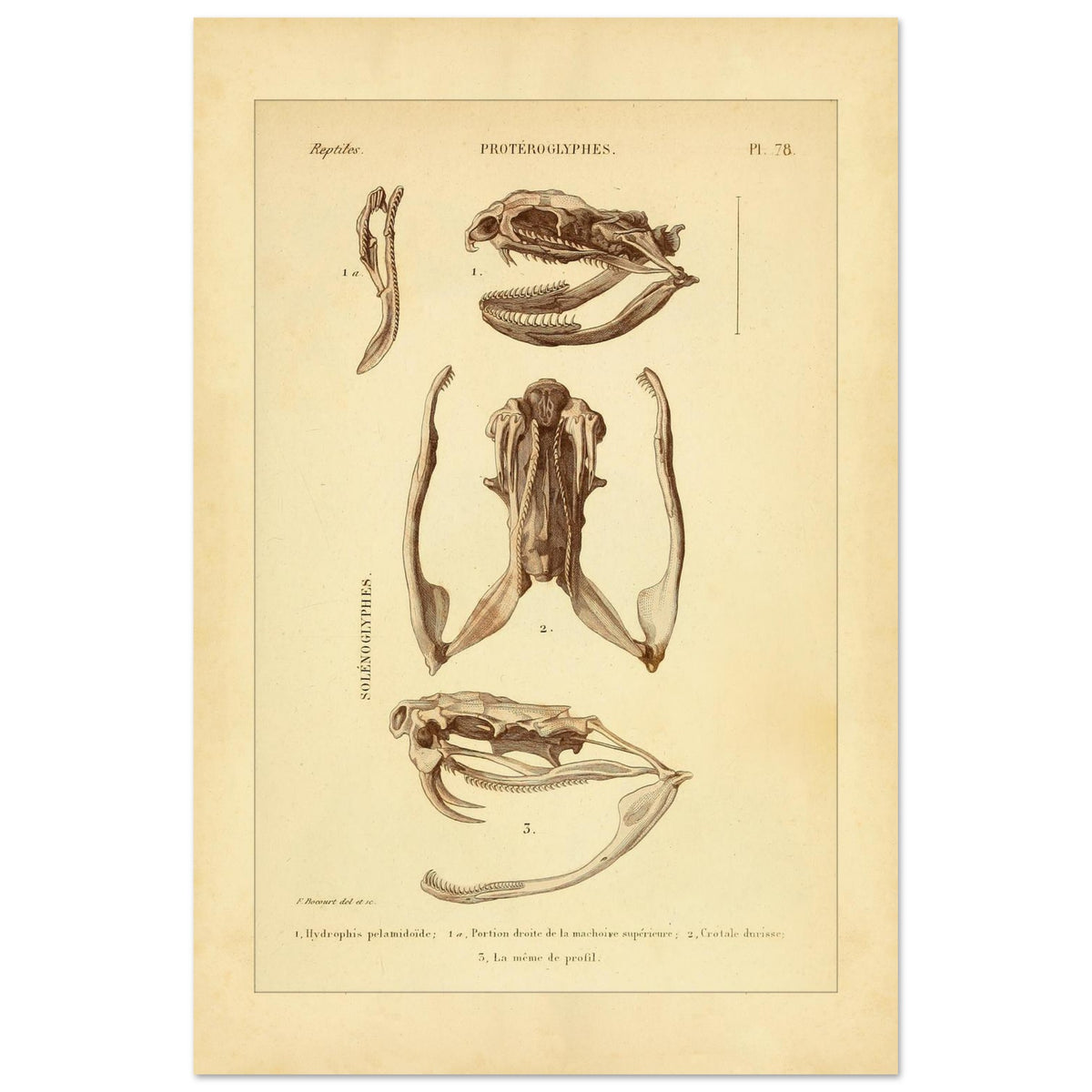 Pelamische Seeschlange und Klapperschlange: Illustrationen (40x60 cm). Anatomische Illustrationen von Schädelschädeln von Schlangen, einschließlich der Pelagischen Seeschlange und der Klapperschlange, mit Ansichten des Oberkiefers und des Kopfes im Profil.