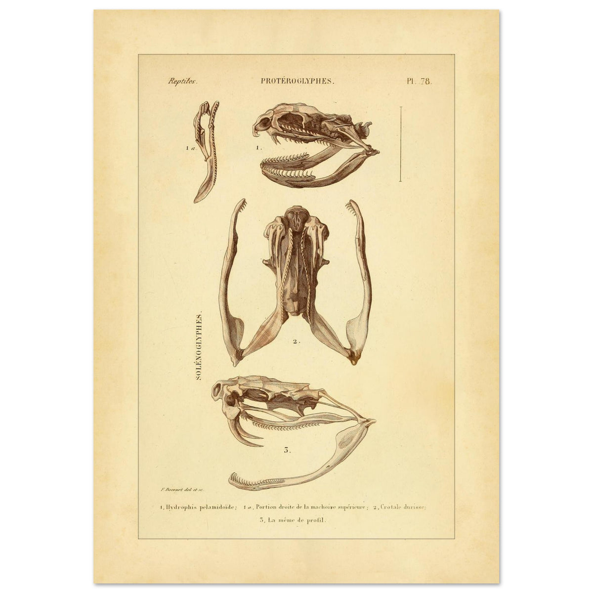 Pelamische Seeschlange und Klapperschlange: Illustrationen (42x59,4 cm (A2)). Anatomische Illustrationen von Schädelschädeln von Schlangen, einschließlich der Pelagischen Seeschlange und der Klapperschlange, mit Ansichten des Oberkiefers und des Kopfes im Profil.