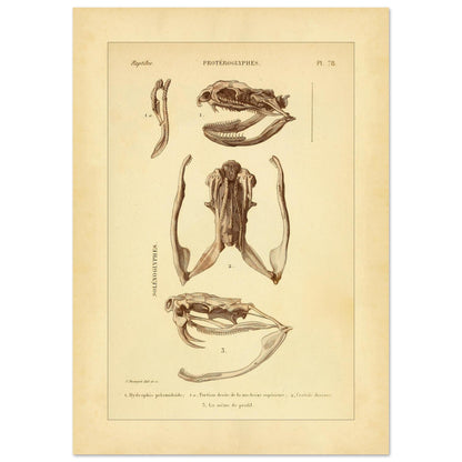 Pelamische Seeschlange und Klapperschlange: Illustrationen (42x59,4 cm (A2)). Anatomische Illustrationen von Schädelschädeln von Schlangen, einschließlich der Pelagischen Seeschlange und der Klapperschlange, mit Ansichten des Oberkiefers und des Kopfes im Profil.