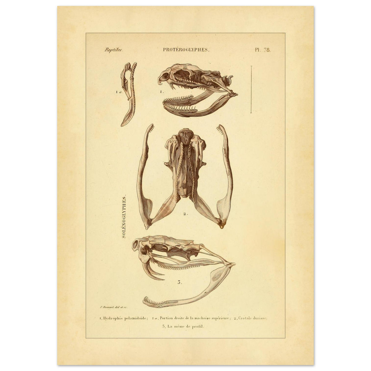 Pelamische Seeschlange und Klapperschlange: Illustrationen (50x70 cm). Anatomische Illustrationen von Schädelschädeln von Schlangen, einschließlich der Pelagischen Seeschlange und der Klapperschlange, mit Ansichten des Oberkiefers und des Kopfes im Profil.