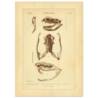 Pelamische Seeschlange und Klapperschlange: Illustrationen (50x70 cm). Anatomische Illustrationen von Schädelschädeln von Schlangen, einschließlich der Pelagischen Seeschlange und der Klapperschlange, mit Ansichten des Oberkiefers und des Kopfes im Profil.