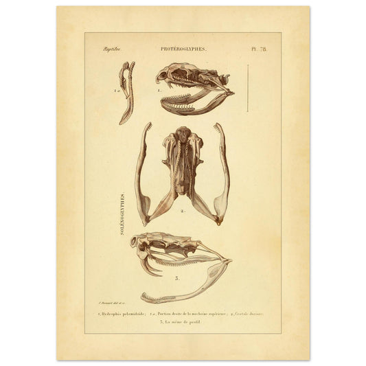Pelamische Seeschlange und Klapperschlange: Illustrationen (50x70 cm). Anatomische Illustrationen von Schädelschädeln von Schlangen, einschließlich der Pelagischen Seeschlange und der Klapperschlange, mit Ansichten des Oberkiefers und des Kopfes im Profil.
