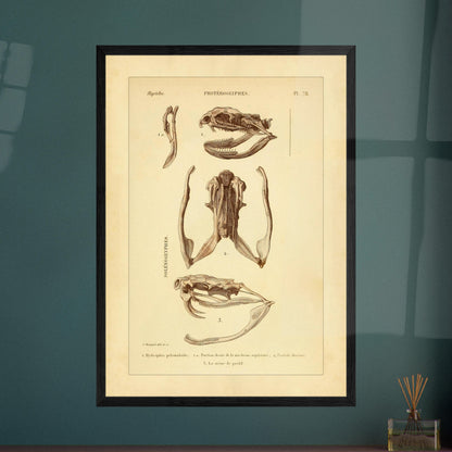 Pelamische Seeschlange und Klapperschlange: Illustrationen. Anatomische Illustrationen von Schädelschädeln von Schlangen, einschließlich der Pelagischen Seeschlange und der Klapperschlange, mit Ansichten des Oberkiefers und des Kopfes im Profil.