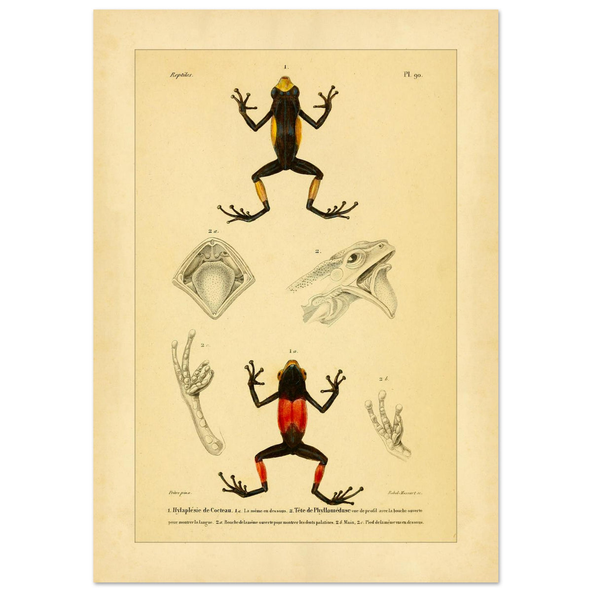 Cocteaus Hylaplesie und Bicolor-Laubfrosch: Amphibien-Tafel (21x29,7 cm (A4)). Alte naturkundliche Tafel mit der Darstellung eines farbigen Amphibs in aufrechter Position, mit Ansichten des Mundinneren, einer Hand und eines Fußes.
