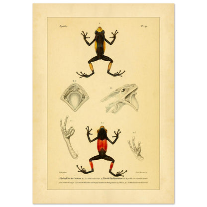 Cocteaus Hylaplesie und Bicolor-Laubfrosch: Amphibien-Tafel (21x29,7 cm (A4)). Alte naturkundliche Tafel mit der Darstellung eines farbigen Amphibs in aufrechter Position, mit Ansichten des Mundinneren, einer Hand und eines Fußes.
