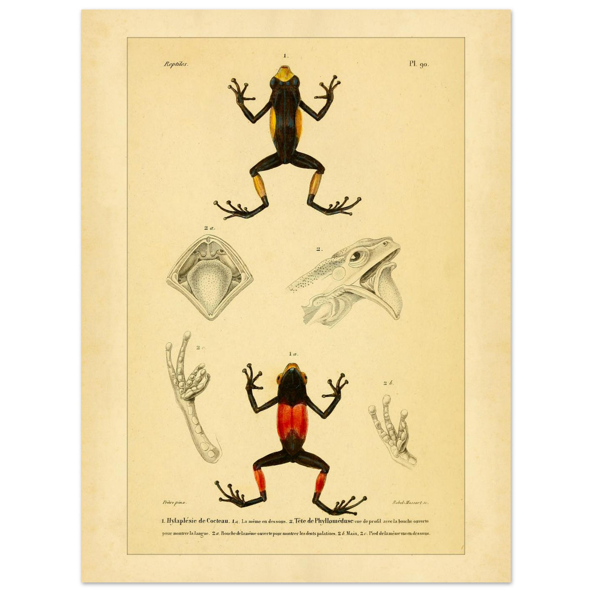 Cocteaus Hylaplesie und Bicolor-Laubfrosch: Amphibien-Tafel (30x40 cm). Alte naturkundliche Tafel mit der Darstellung eines farbigen Amphibs in aufrechter Position, mit Ansichten des Mundinneren, einer Hand und eines Fußes.