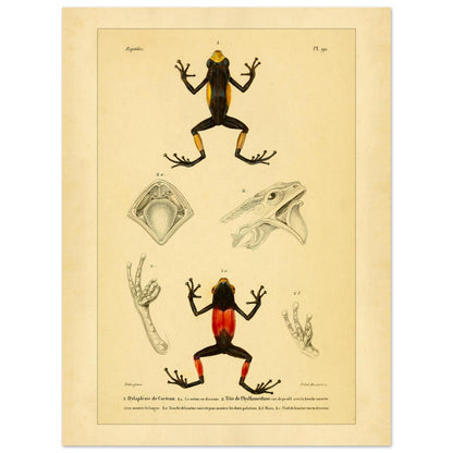 Cocteaus Hylaplesie und Bicolor-Laubfrosch: Amphibien-Tafel (30x40 cm). Alte naturkundliche Tafel mit der Darstellung eines farbigen Amphibs in aufrechter Position, mit Ansichten des Mundinneren, einer Hand und eines Fußes.