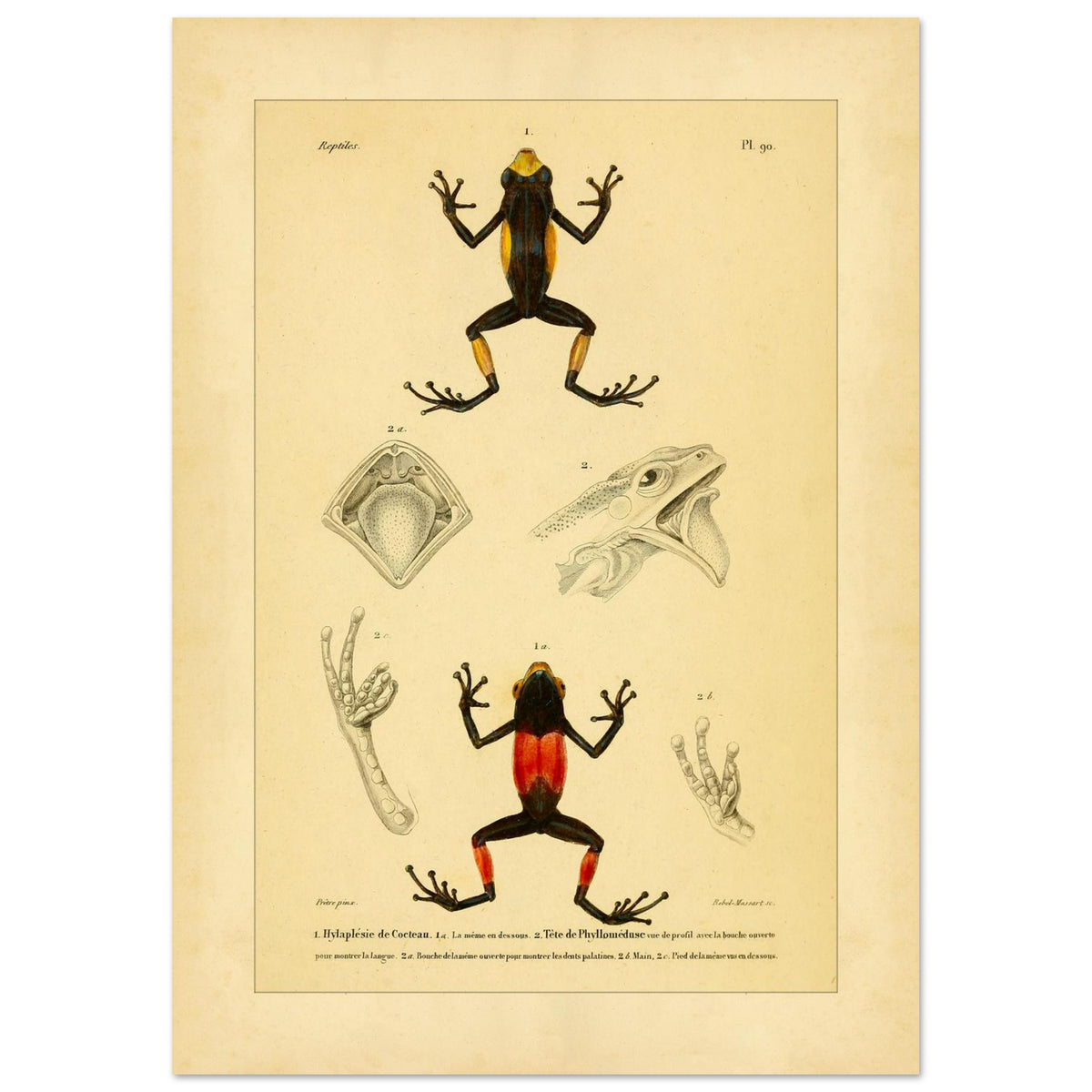 Cocteaus Hylaplesie und Bicolor-Laubfrosch: Amphibien-Tafel (42x59,4 cm (A2)). Alte naturkundliche Tafel mit der Darstellung eines farbigen Amphibs in aufrechter Position, mit Ansichten des Mundinneren, einer Hand und eines Fußes.