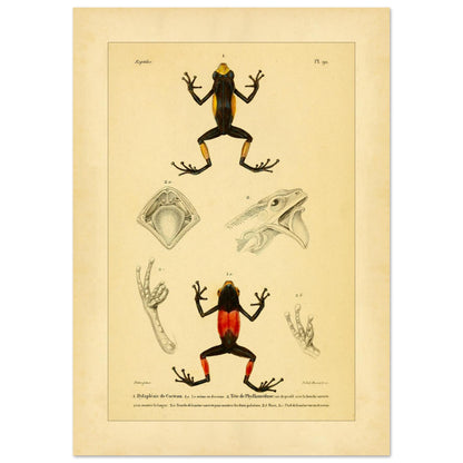 Cocteaus Hylaplesie und Bicolor-Laubfrosch: Amphibien-Tafel (42x59,4 cm (A2)). Alte naturkundliche Tafel mit der Darstellung eines farbigen Amphibs in aufrechter Position, mit Ansichten des Mundinneren, einer Hand und eines Fußes.