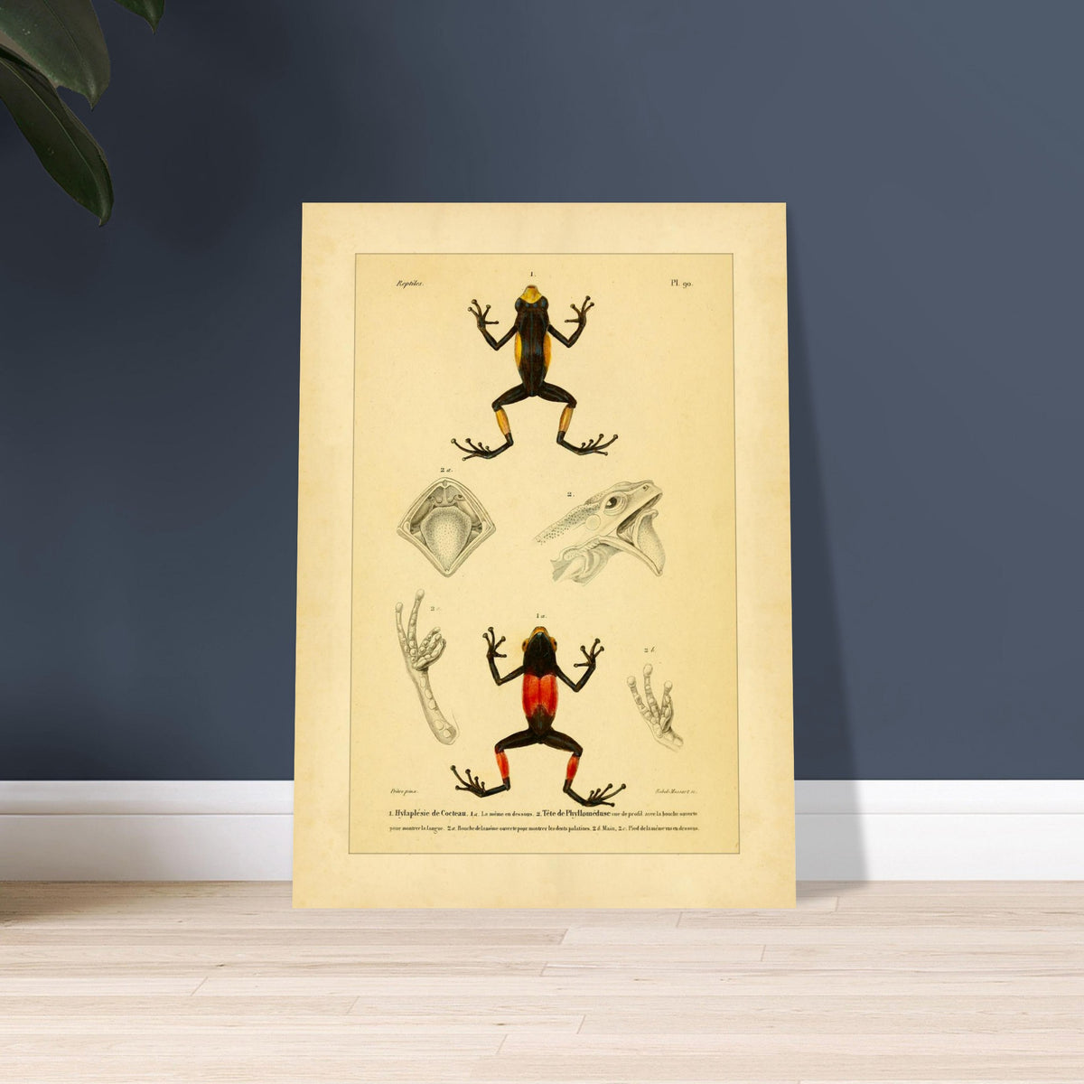 Cocteaus Hylaplesie und Bicolor-Laubfrosch: Amphibien-Tafel. Alte naturkundliche Tafel mit der Darstellung eines farbigen Amphibs in aufrechter Position, mit Ansichten des Mundinneren, einer Hand und eines Fußes.