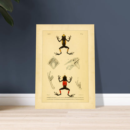 Cocteaus Hylaplesie und Bicolor-Laubfrosch: Amphibien-Tafel. Alte naturkundliche Tafel mit der Darstellung eines farbigen Amphibs in aufrechter Position, mit Ansichten des Mundinneren, einer Hand und eines Fußes.