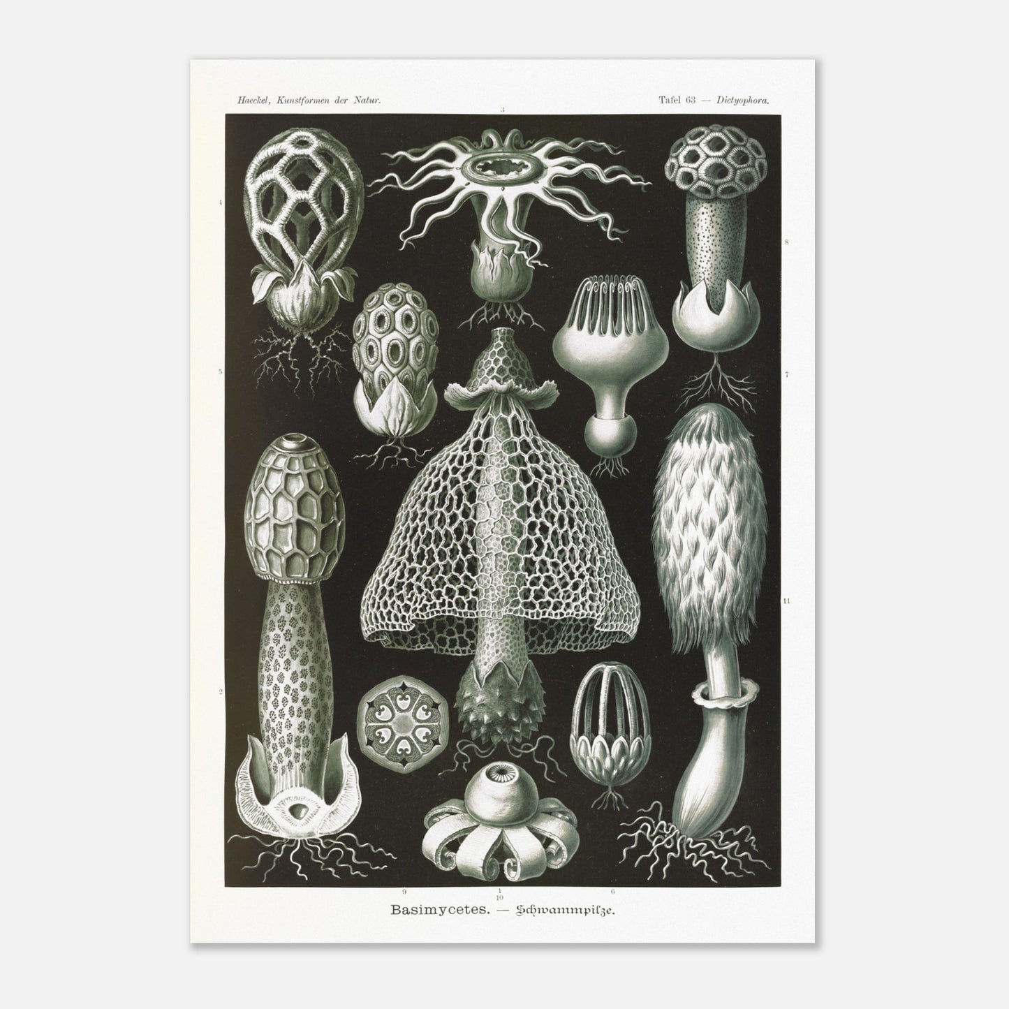 Planche d'hyménomycètes (Dictyophora) - Ernst Haeckel (29,7x42 cm (A3)). Gravure en noir et blanc d'Ernst Haeckel montrant une variété de champignons, dont le Dictyophora, avec des détails sur leurs formes et structures.