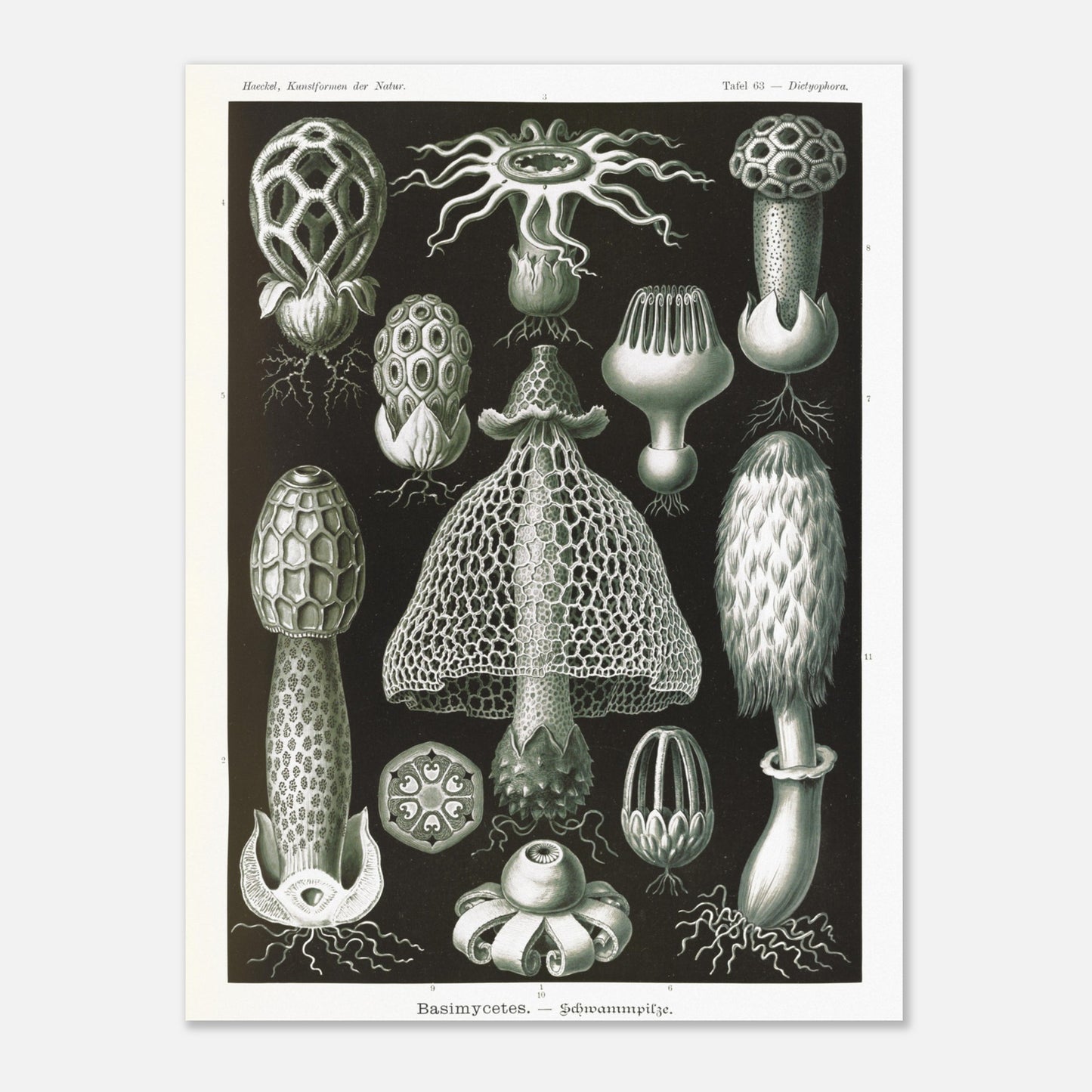 Planche d'hyménomycètes (Dictyophora) - Ernst Haeckel (30x40 cm). Gravure en noir et blanc d'Ernst Haeckel montrant une variété de champignons, dont le Dictyophora, avec des détails sur leurs formes et structures.