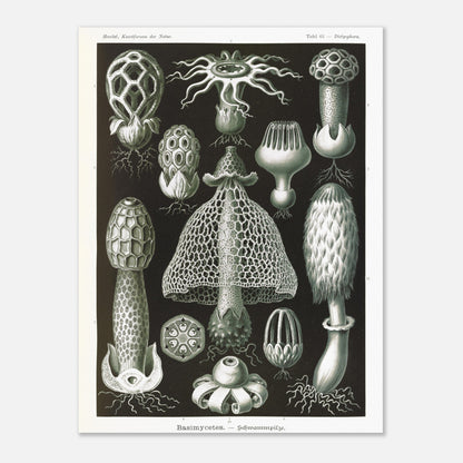 Planche d'hyménomycètes (Dictyophora) - Ernst Haeckel (30x40 cm). Gravure en noir et blanc d'Ernst Haeckel montrant une variété de champignons, dont le Dictyophora, avec des détails sur leurs formes et structures.
