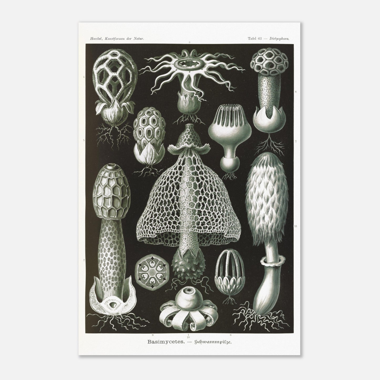 Planche d'hyménomycètes (Dictyophora) - Ernst Haeckel (40x60 cm). Gravure en noir et blanc d'Ernst Haeckel montrant une variété de champignons, dont le Dictyophora, avec des détails sur leurs formes et structures.