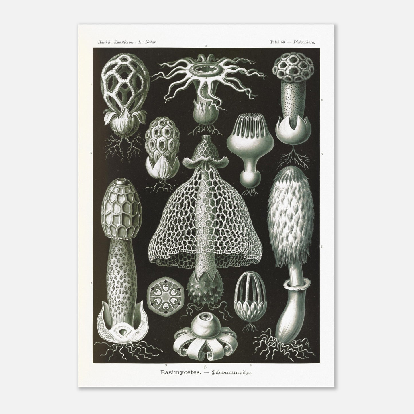 Planche d'hyménomycètes (Dictyophora) - Ernst Haeckel (42x59,4 cm (A2)). Gravure en noir et blanc d'Ernst Haeckel montrant une variété de champignons, dont le Dictyophora, avec des détails sur leurs formes et structures.