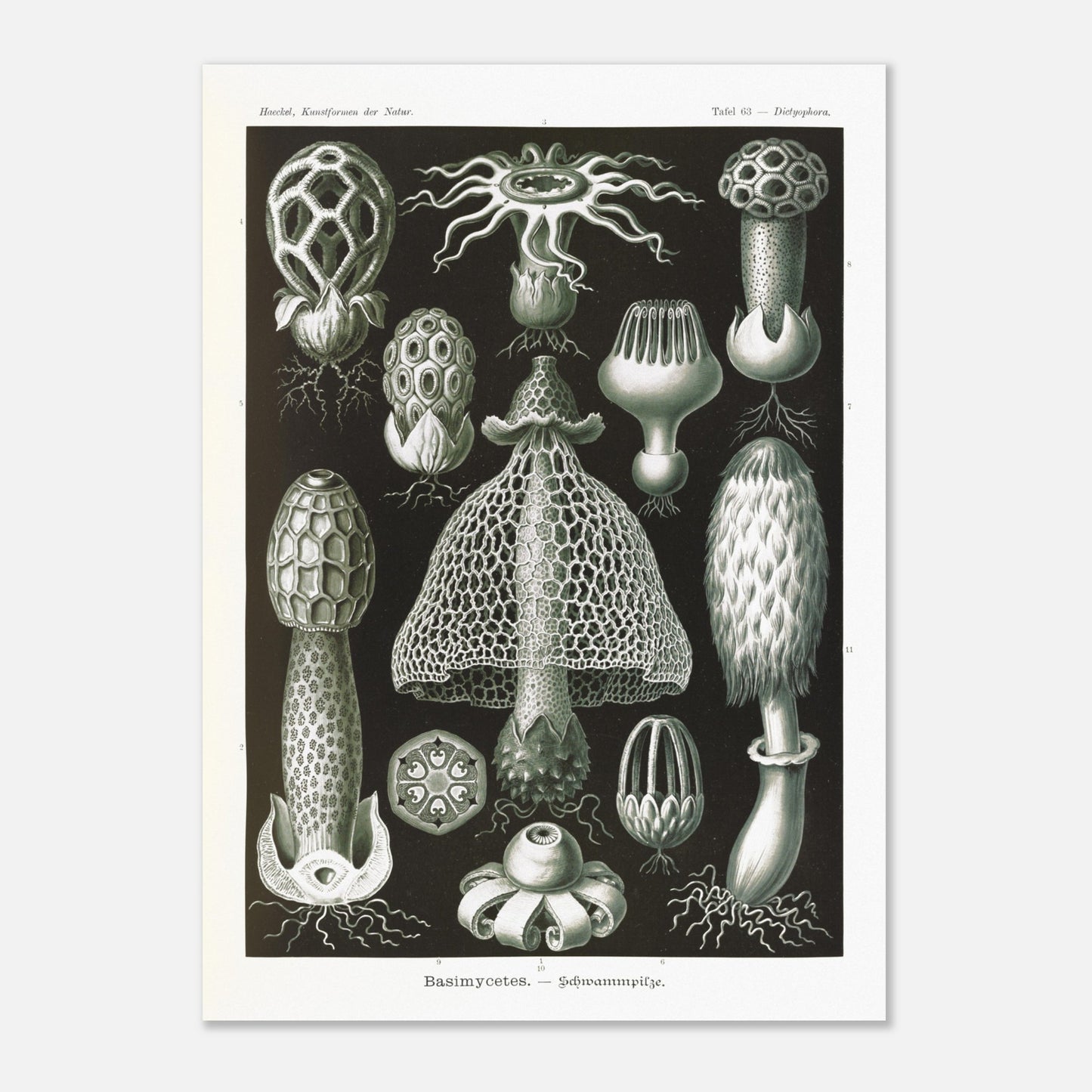 Planche d'hyménomycètes (Dictyophora) - Ernst Haeckel (50x70 cm). Gravure en noir et blanc d'Ernst Haeckel montrant une variété de champignons, dont le Dictyophora, avec des détails sur leurs formes et structures.