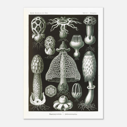 Planche d'hyménomycètes (Dictyophora) - Ernst Haeckel (50x70 cm). Gravure en noir et blanc d'Ernst Haeckel montrant une variété de champignons, dont le Dictyophora, avec des détails sur leurs formes et structures.