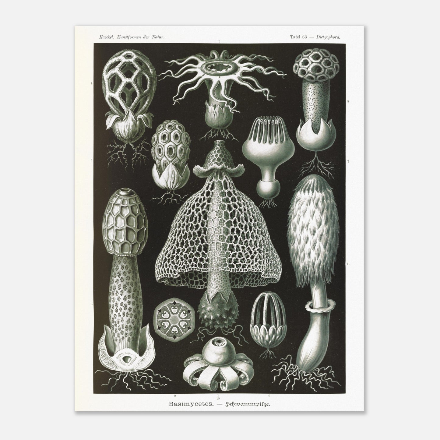 Planche d'hyménomycètes (Dictyophora) - Ernst Haeckel (60x80 cm). Gravure en noir et blanc d'Ernst Haeckel montrant une variété de champignons, dont le Dictyophora, avec des détails sur leurs formes et structures.