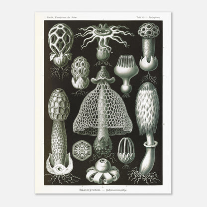 Planche d'hyménomycètes (Dictyophora) - Ernst Haeckel (60x80 cm). Gravure en noir et blanc d'Ernst Haeckel montrant une variété de champignons, dont le Dictyophora, avec des détails sur leurs formes et structures.