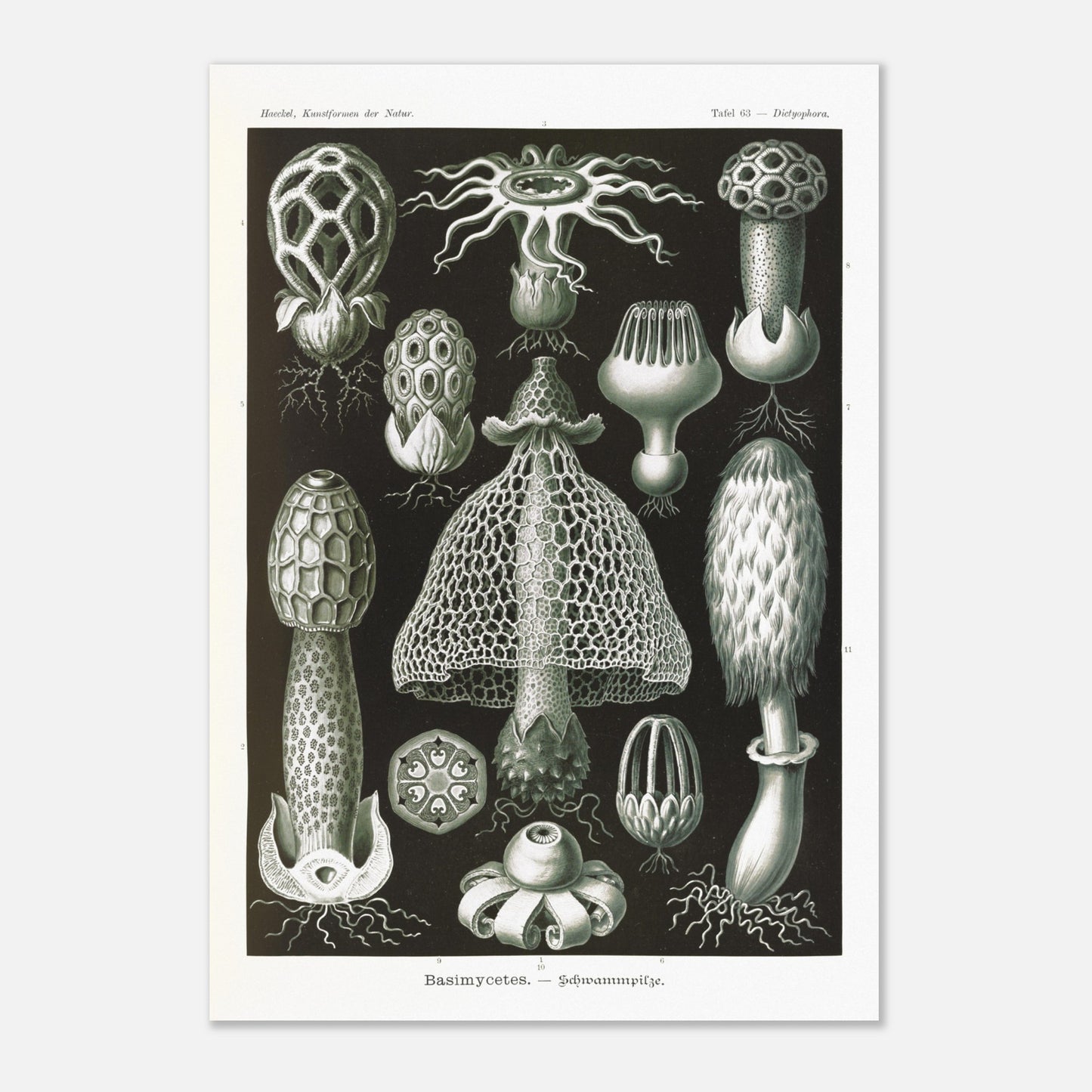 Planche d'hyménomycètes (Dictyophora) - Ernst Haeckel (70x100 cm). Gravure en noir et blanc d'Ernst Haeckel montrant une variété de champignons, dont le Dictyophora, avec des détails sur leurs formes et structures.